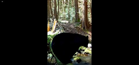 Mama bear shows her cubs it's ok to cross