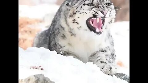 Beautiful Kitty