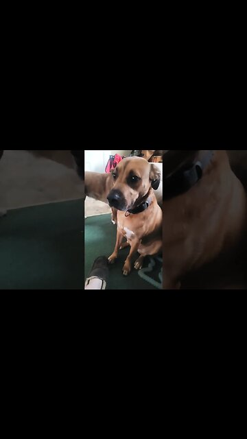 what you doin? #pitbull #labrador #dogs #dog #family #love #dogsplaying