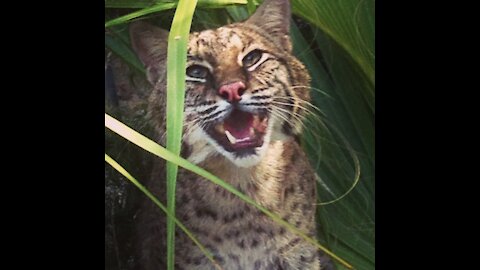 Eggs and play…..with a Bobcat…not such a good mix!