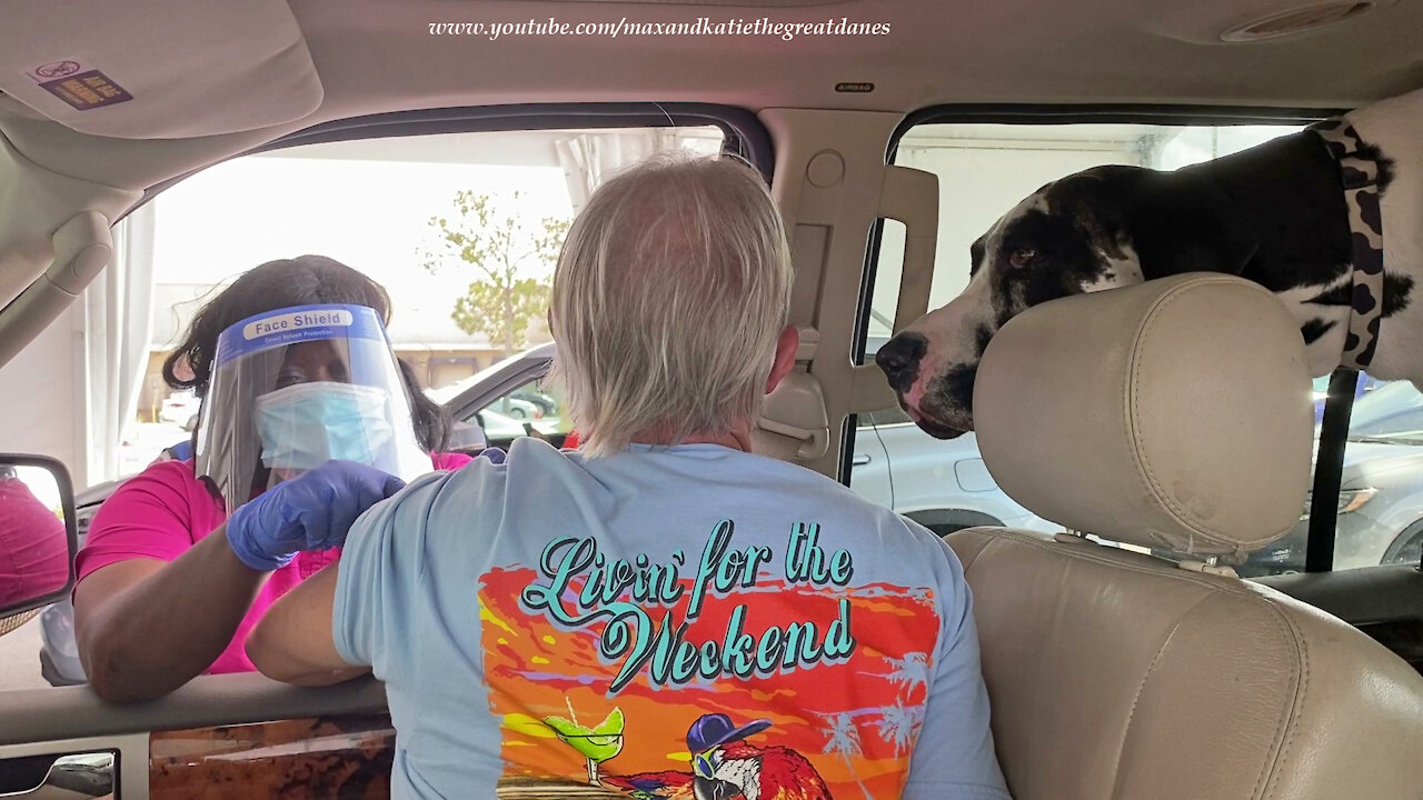 Great Dane Watches Drive Thru Covid 19 Vaccine Injection