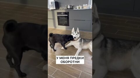 #shorts Смешные Собаки Из Тик Тока 185 Funny Dogs From Tiktok