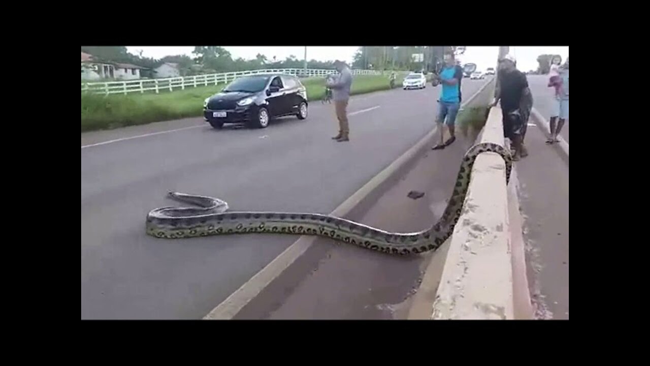 Traffic halts as Giant Anaconda Crosses Road in Brazil; Video Goes Viral || brazil Viral