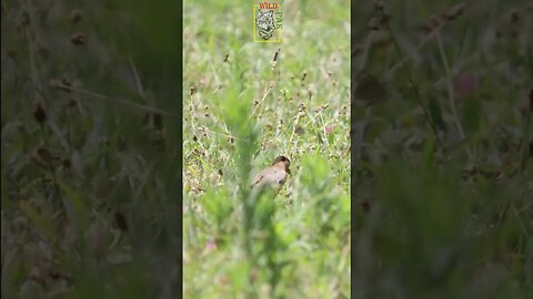 Brahminy myna | Brahminy Starling | Sturnia pagodarum #Starling #Myna #singingbirds #conservation