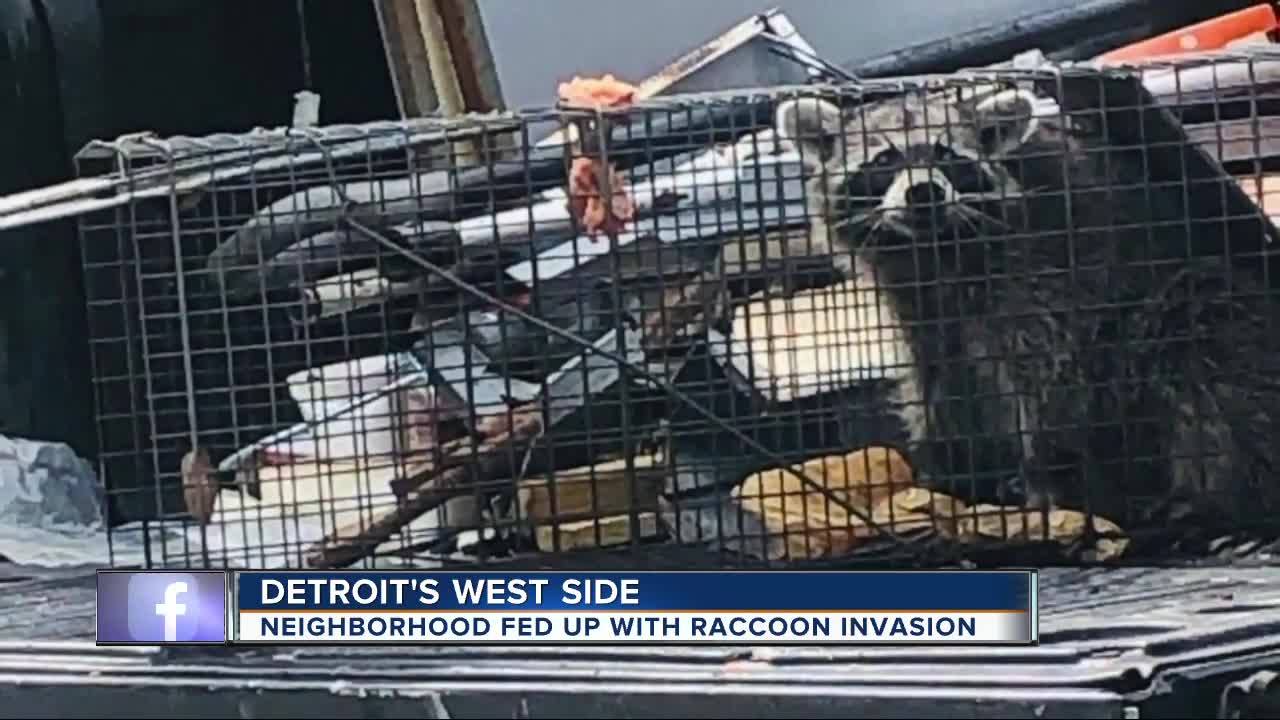 Live raccoon dumping sparks outrage on Detroit's west side