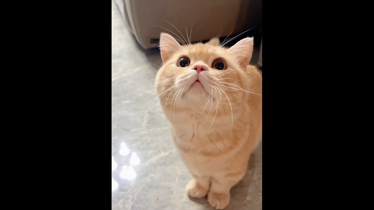 🤔 Is It Normal for My Cat to Have No Neck? 😂 Meet the Chunky Kitty! 🐱💪