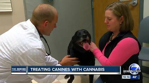 CSU researchers studying effectiveness of CBD for treating arthritis and epilepsy in dogs