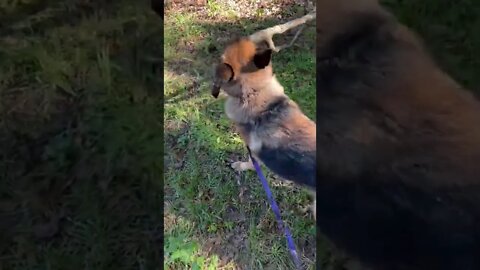 My German Shepherd, Soap helping with the yard work #shorts