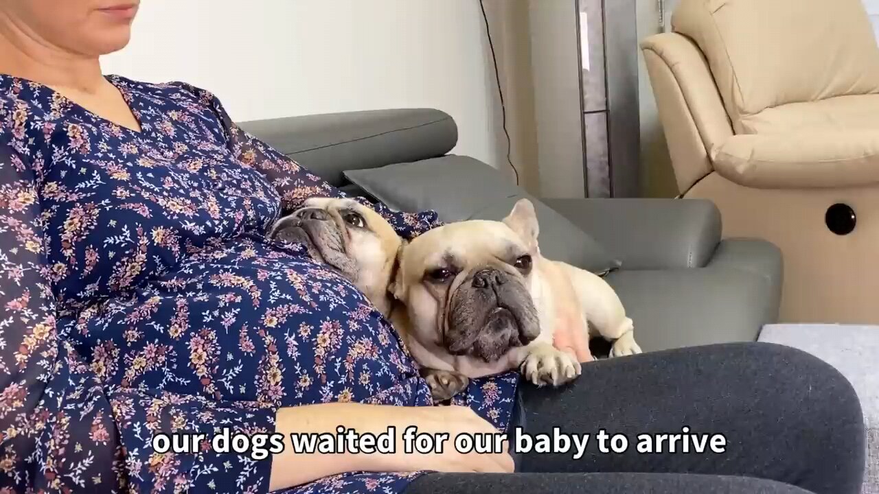 My Dogs Fall In Love With Our Baby _ The Full Story