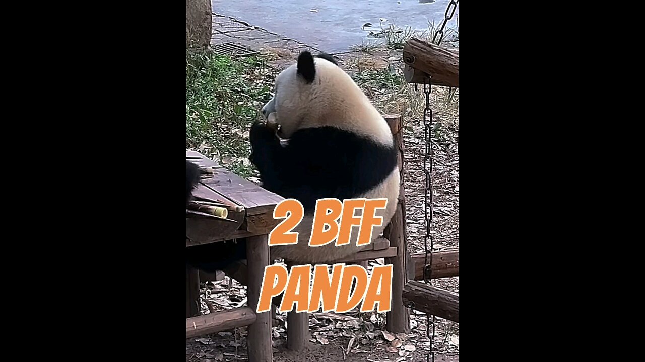 two best friends Panda eating sugar cane