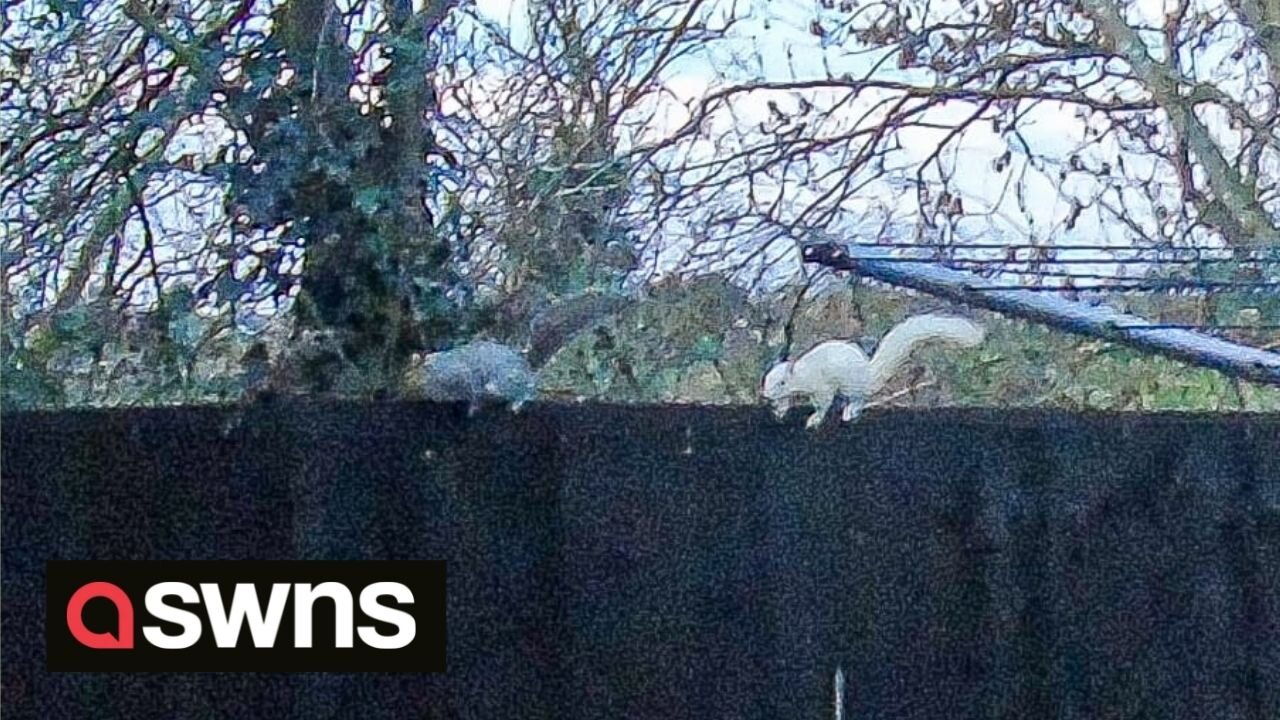 Rare “one-in-a-million” white albino squirrel spotted around UK garden