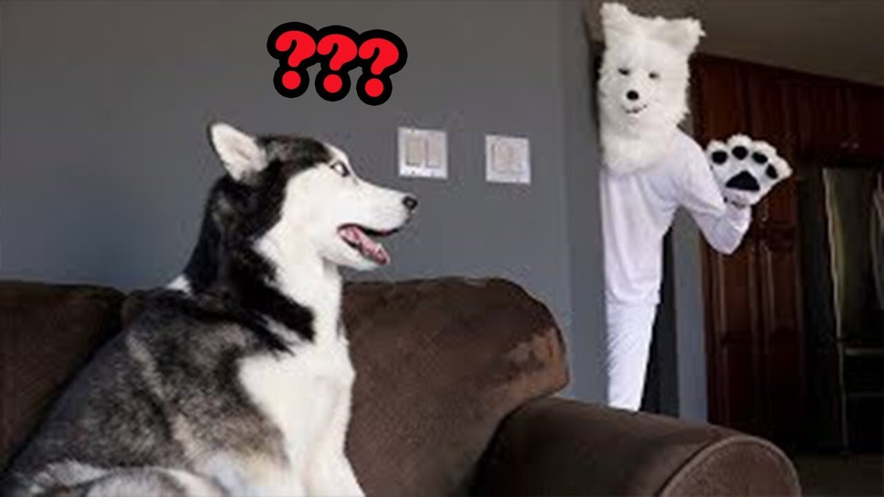 Funniest Pranks On Dogs & Cats 😆 TRY NOT TO LAUGH 😂