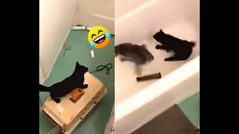 Mess in the bathroom - Clumsy Kittens / Bagunça no banheiro - Gatinhos Atrapalhados