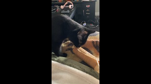 Blackjack messing with the crackers!