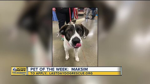 Pet of the Week - Maksim