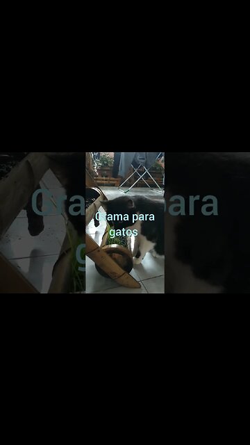 vaso de bambu #shorts