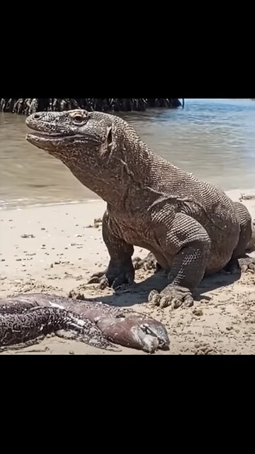 Electric eels and Komoto Dragons