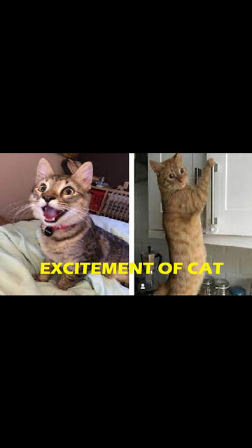 Cat funny excitement