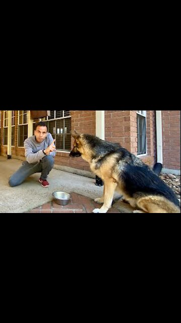 How I Trained My Dog In Hindi | Hindi Vlog | Indian Vlogger In USA | GSD | Dog | This Indian
