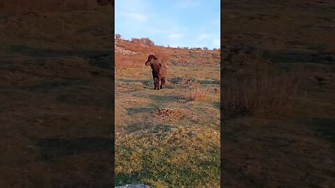 wild pony #horses #pony #colt #equestrian #beauty #race #fypシ #challenge #christmas #trails #support