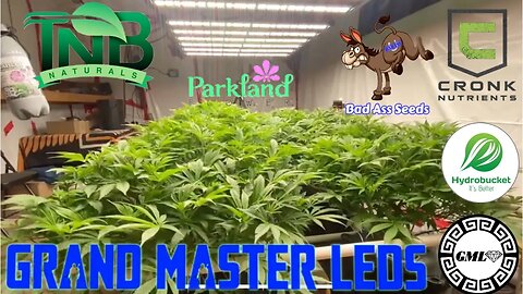 RamJam & Blue Cherry Pie week 1 flower Grand Master Level Master Bloom 6 Red