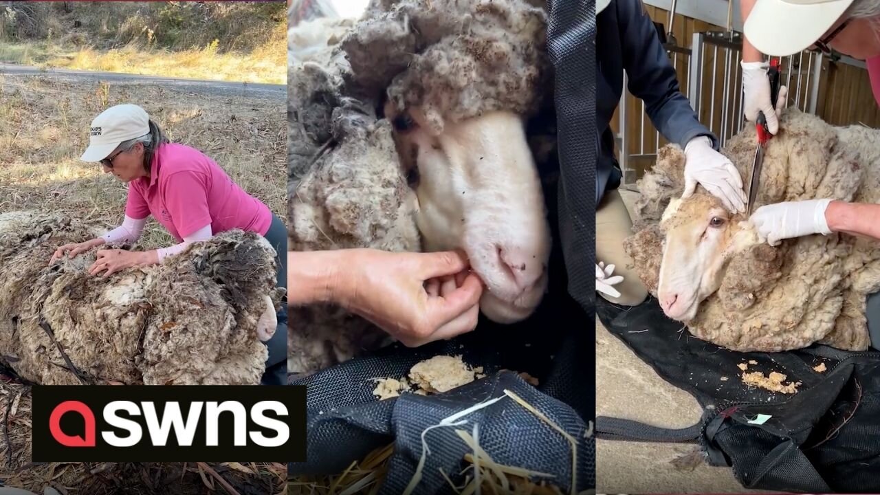 40kg fleece has sheep close to death until he was saved and shaved by rescue team