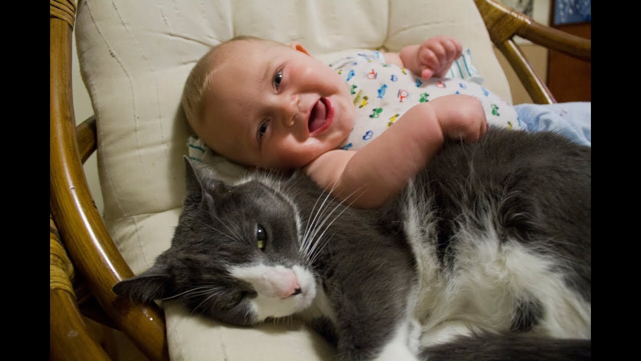 Cats Meeting Babies for the First Time Compilation