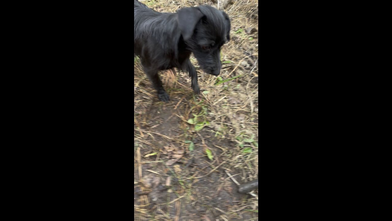 Mamba Wants To Fetch