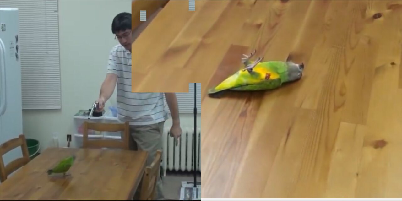 Play drama with my Parrot