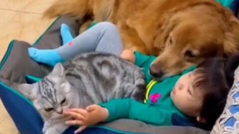 Cat, dog and child 2021