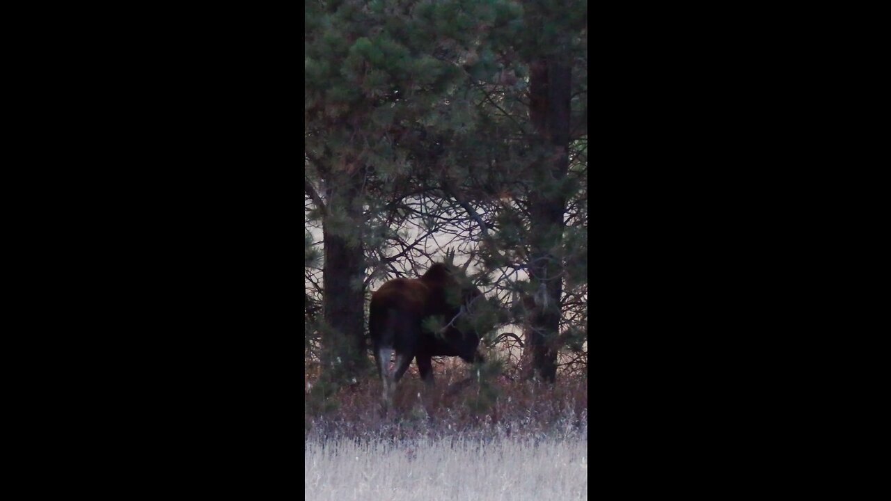 A Bull Moose maneuvers through the pine trees