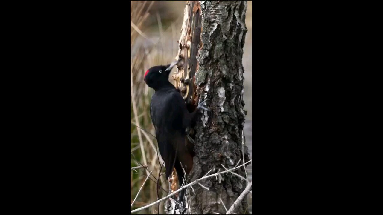 See how much strength a bird's beak can build a house inside a tree🥱😮 interesting video