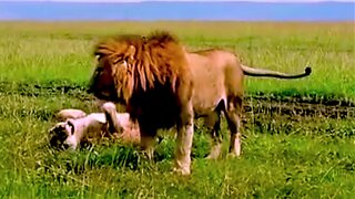 Lions Roll Around In The Grass With Pure Happiness