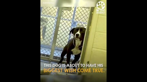 Shelter dog realizes he’s been adopted 2