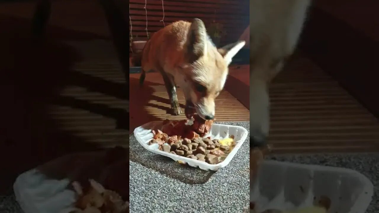 🦊Greedy urban #fox having a scoff