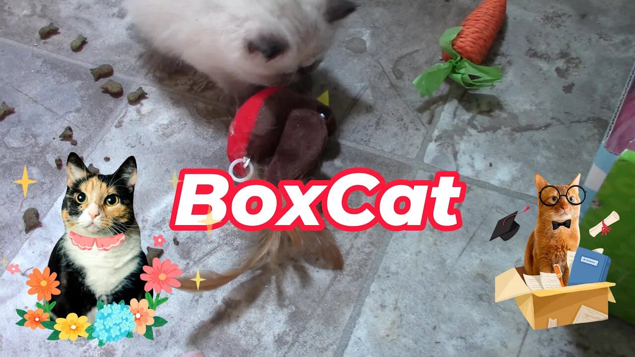 BoxCat Cat Box Unboxing March 2023 😻