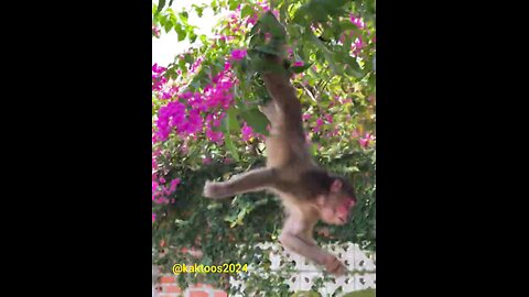 Animal