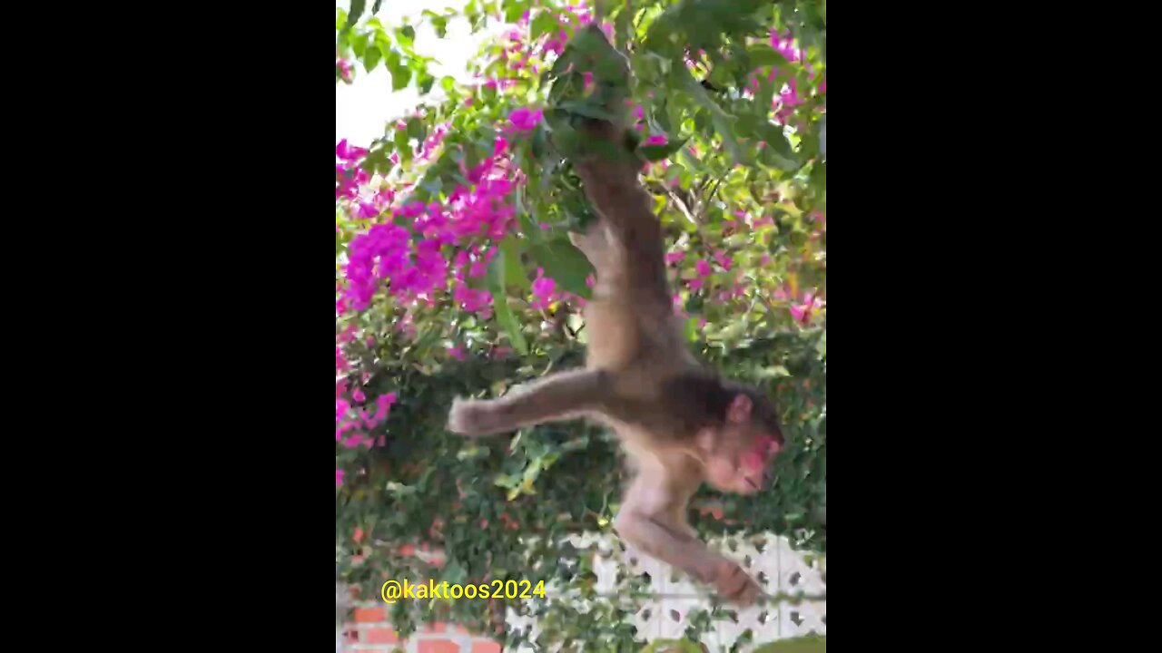 Animal