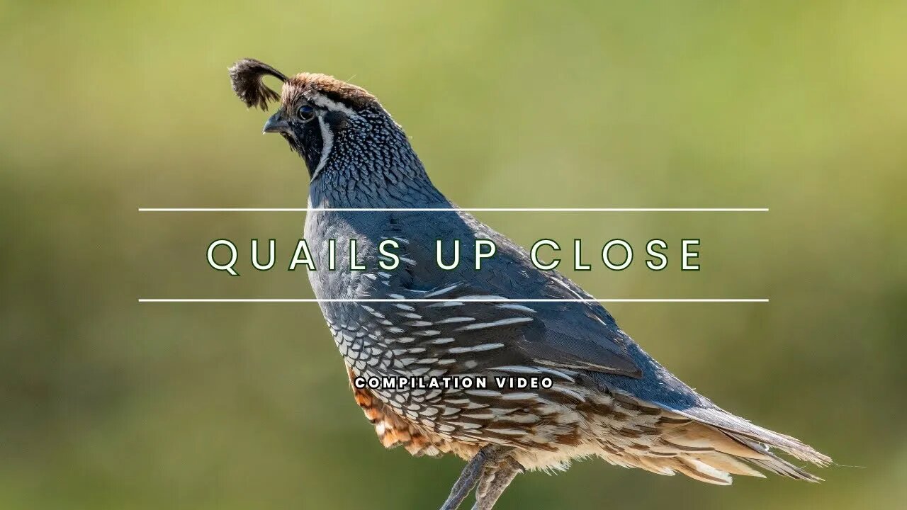 The Quail Up Close - A Video Compilation of God's Adorable Birds