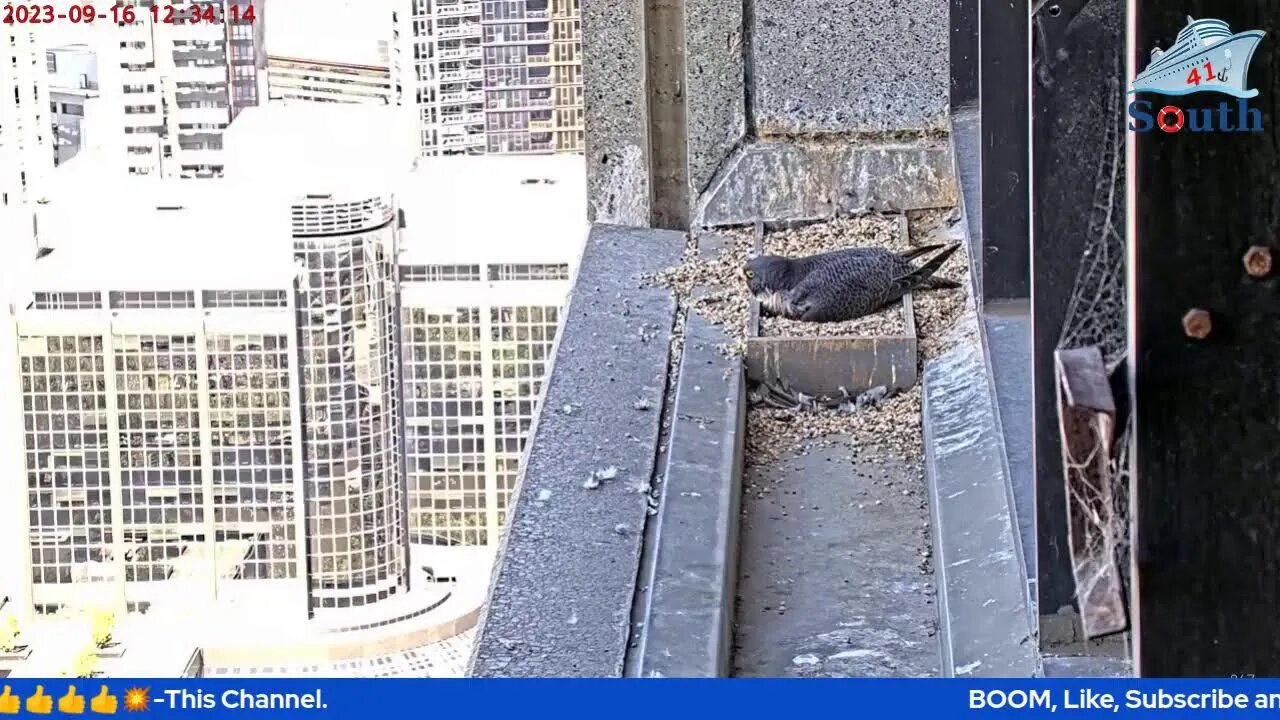 Live Peregrine Falcon Watch. Waiting For The Eggs To Hatch. South Facing. 16/09/2023.