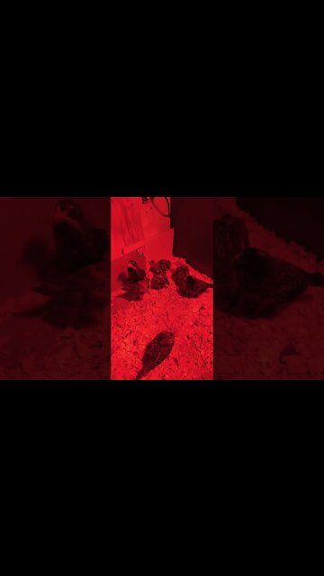 New Chick joins the big guys