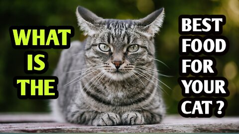 Best food for your cat? What is the best food for your cat?