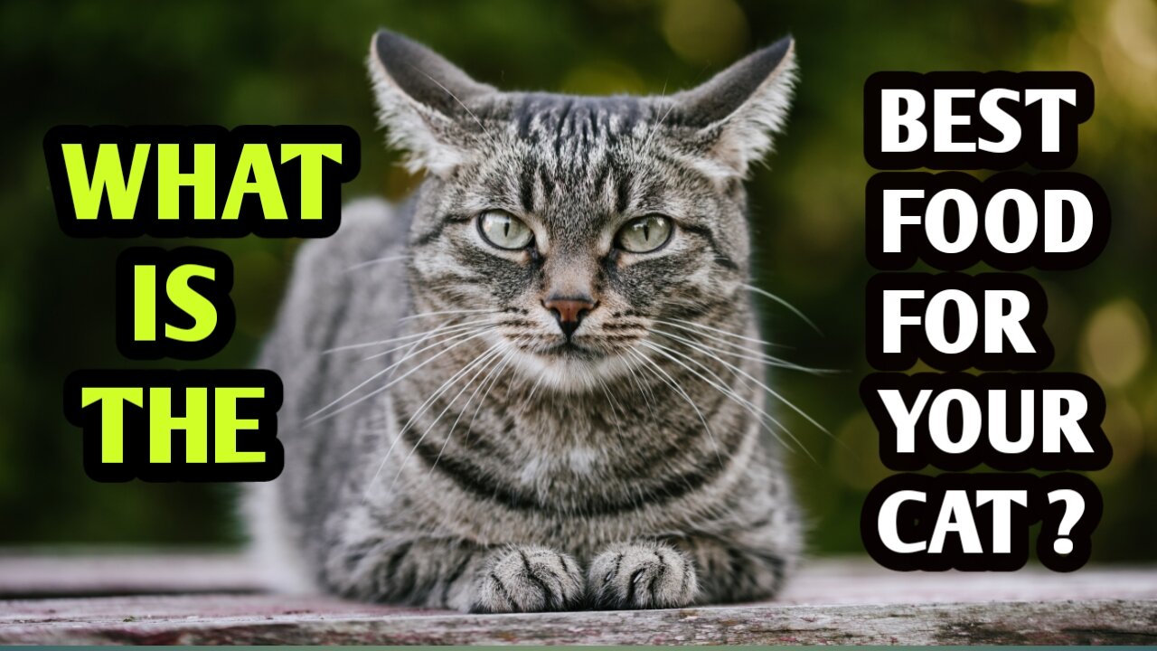 Best food for your cat? What is the best food for your cat?