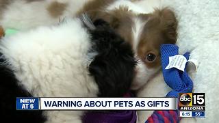 Warning about pets as gifts during the holidays