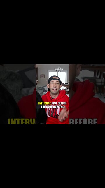 How To STOP Barking #shorts #dog