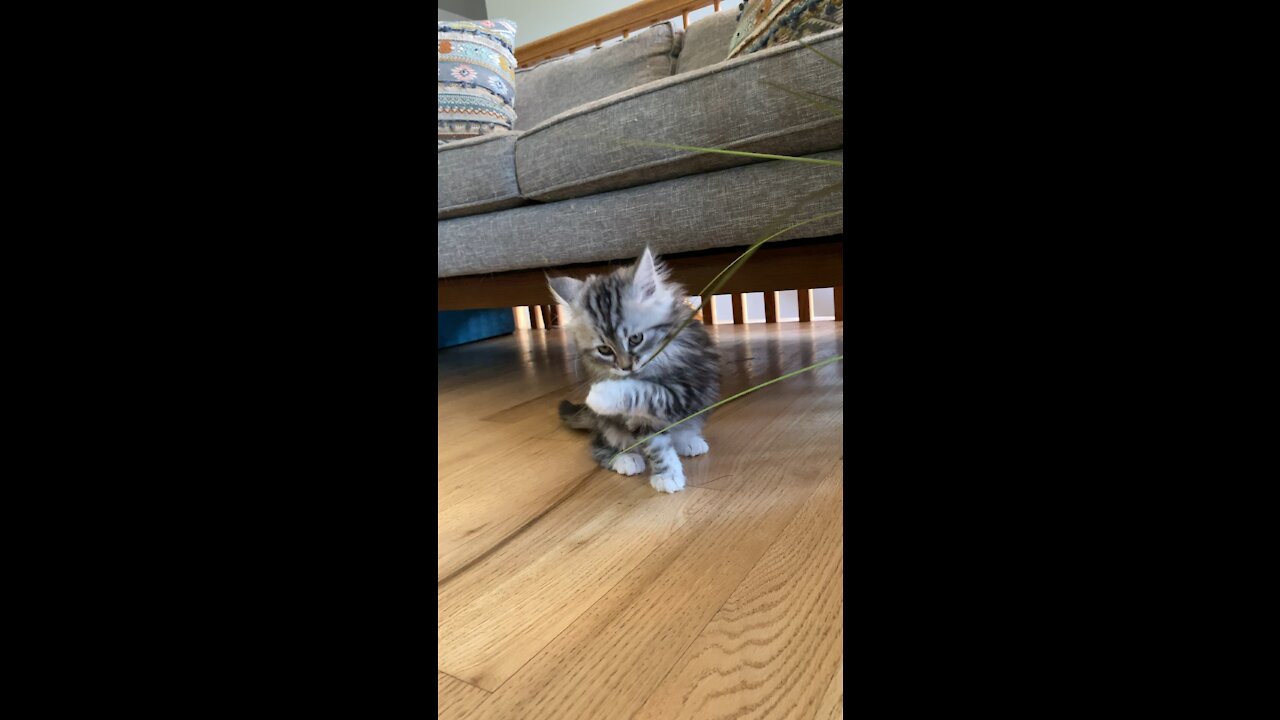 Cute kitten playing with plant