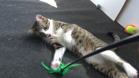 Little Cat Plays with the Green Toy