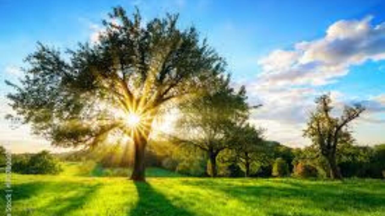 08/14/24 Seg 7 Did You Know This About Trees And Sun? Probably NOT. Fascinating