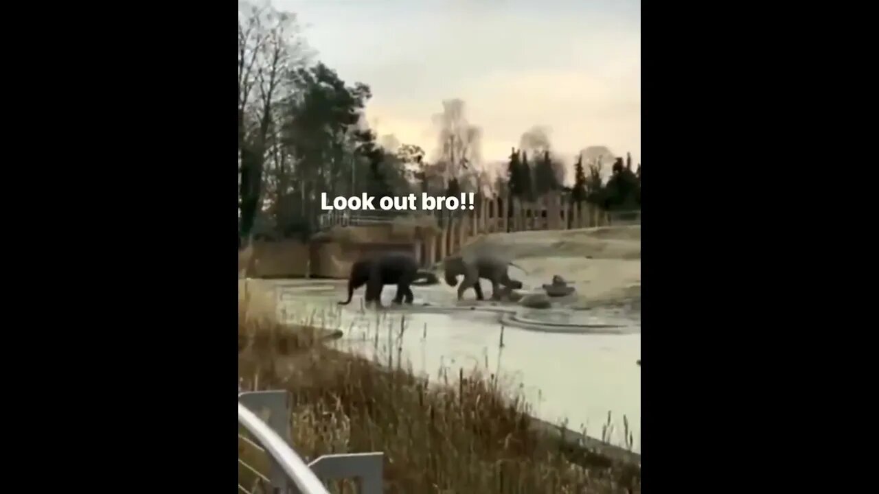 elephants