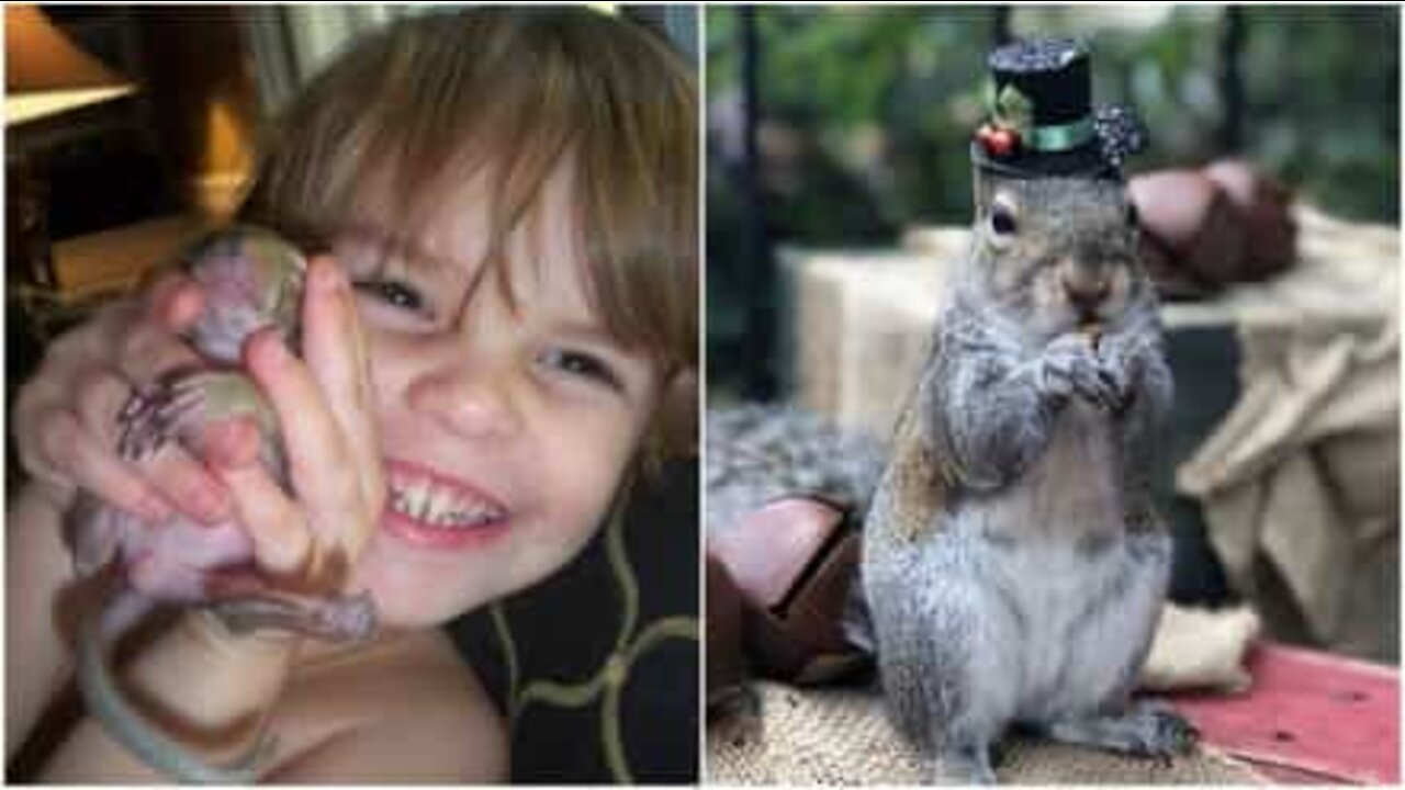 Esquilo salvo há 8 anos por família continua a visitá-los